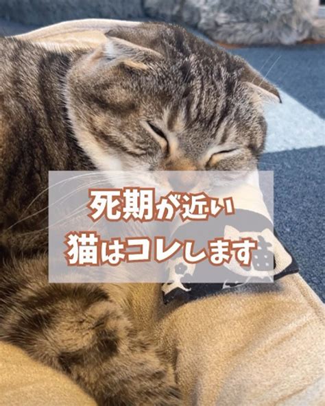 猫死|猫の死期が近いことを知る方法: 15 ステップ (画像あ。